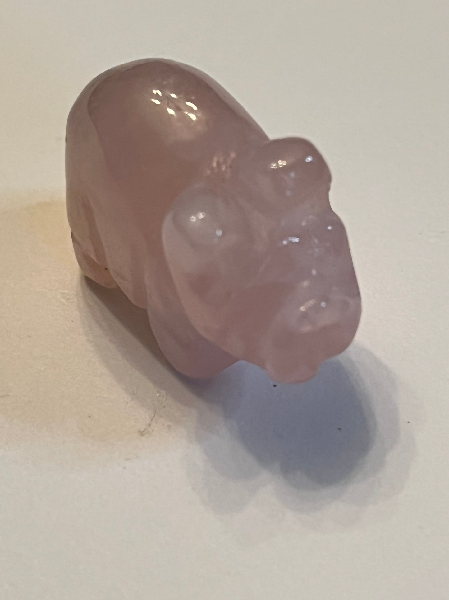 Mini Pigs