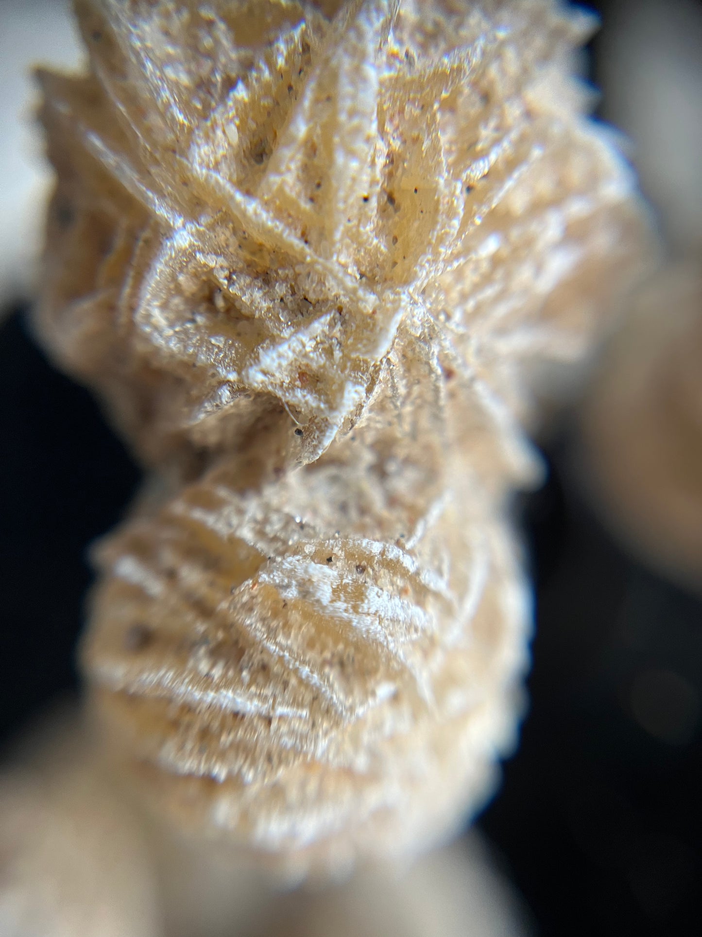 Desert Rose Raw