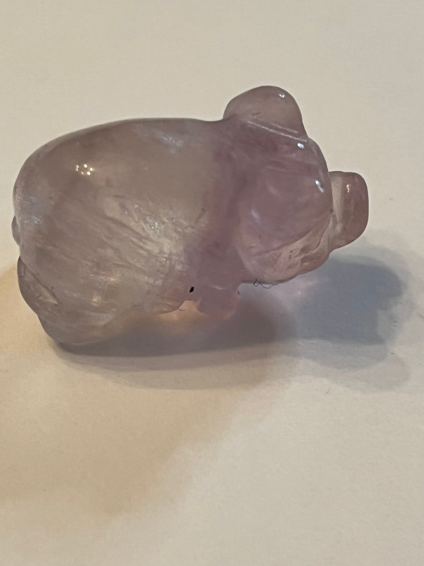 Mini Pigs