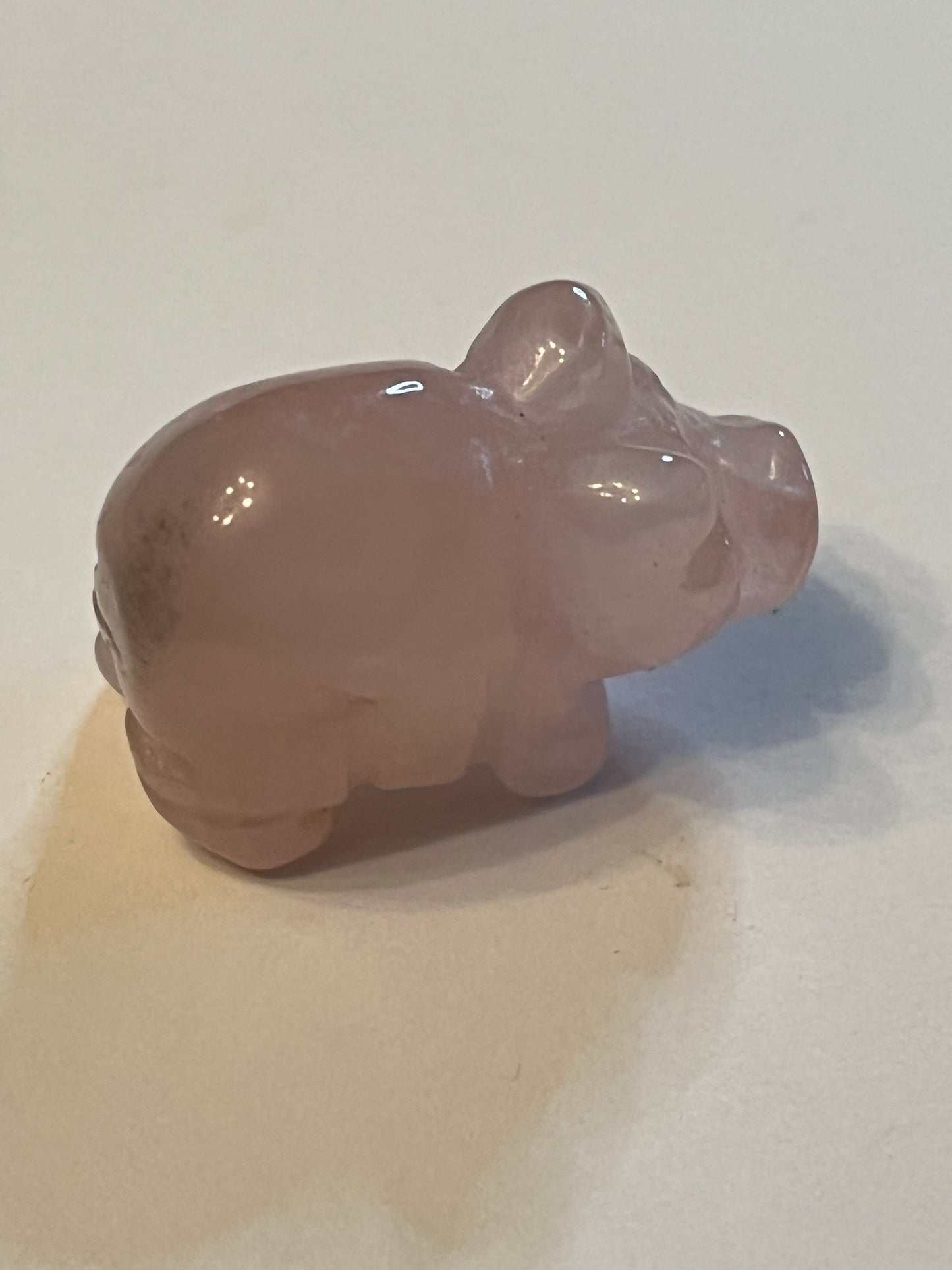 Mini Pigs